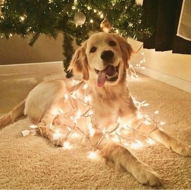 A golden retriever wrapped in white Christmas lights in front of a Christmas tree.