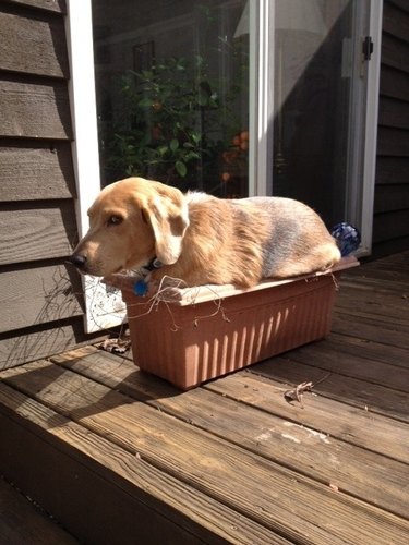 A big yellow lab sitting inside of a box that's a little too small.