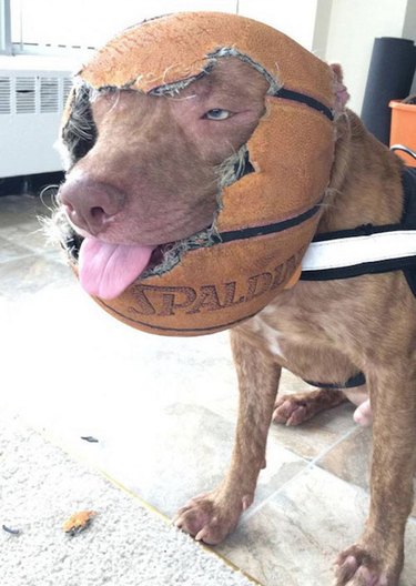 A dog with a torn up basketball draped around their head.