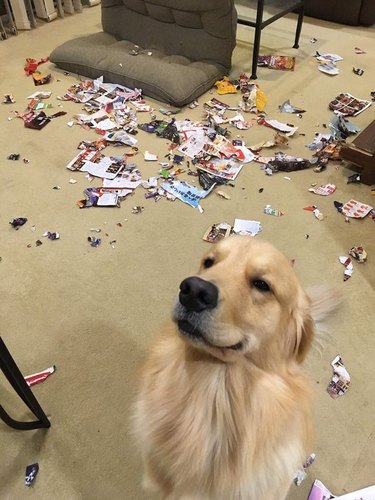 A golden retriever sitting in front of a ripped up magazine, looking very proud of himself.