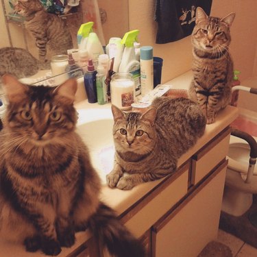 Three cats sitting on a bathroom counter, looking expectantly at the camera.