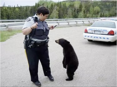 police officer tickets baby bear cub
