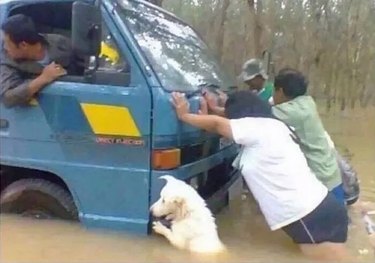 dog trying to move stuck truck