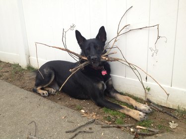 dog holding multiple branches in mouth