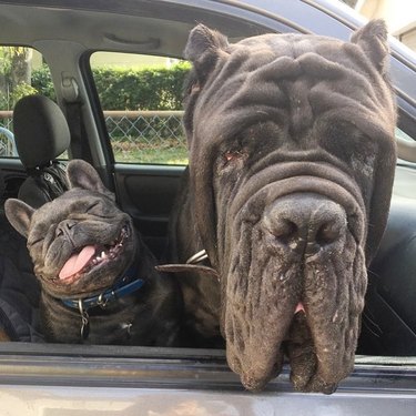 French bulldog and Bull Mastiff