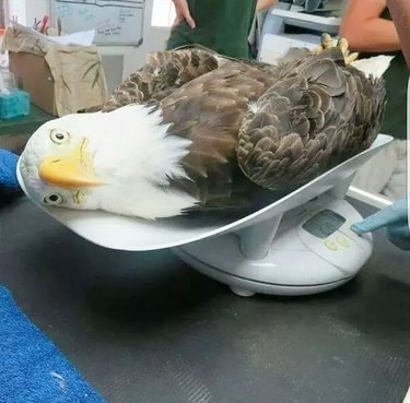 eagle on weight loss program