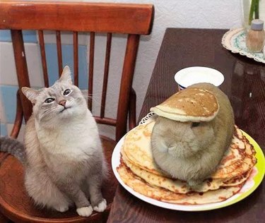 bunny with pancake on its head