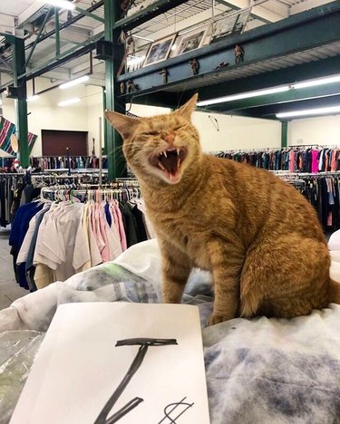 store cat does a scream
