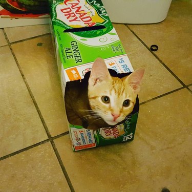 cat in soda box