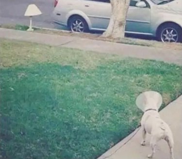 dog in cone of shame sees discarded lamp shade on street corner