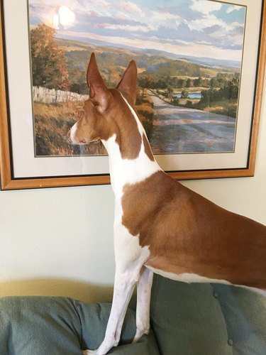 dog thinks painting of landscape is window