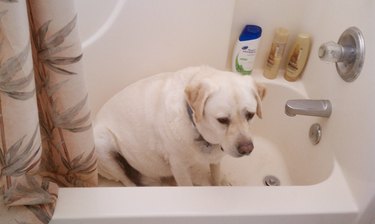 sad puppy in bath.