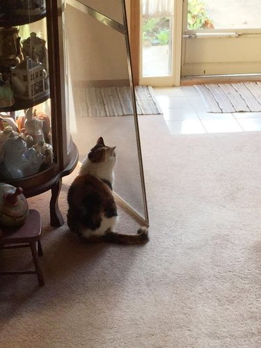 cat stands behind screen door