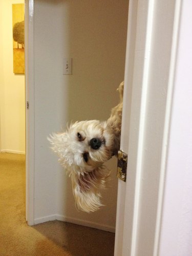 Dog looking sideways through doorway