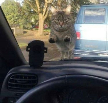 cat glares at motorist through window of windshield