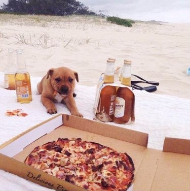 Puppy on beach with pizza and beer.