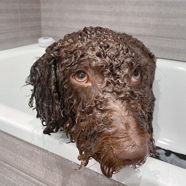 puppy hates bath time.