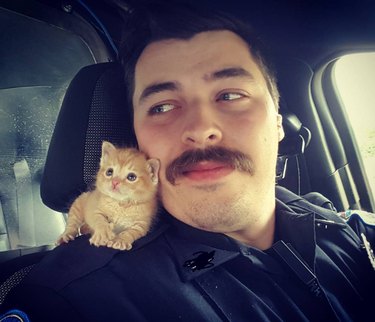 cop with mustache adopts cute kitten