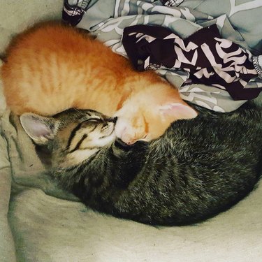 orange cat sleeping with tabby cat