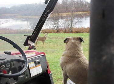 pug dog meets deer