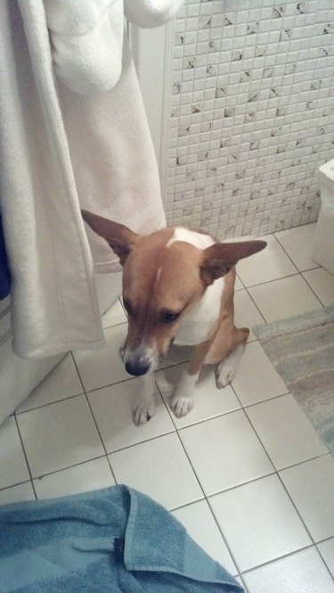 Sad dog sits in bathroom.