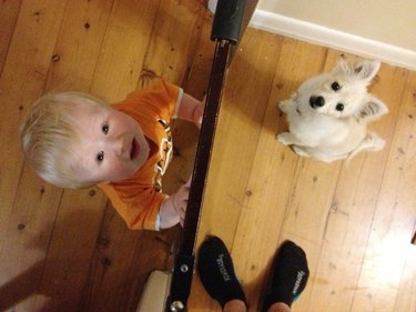 Toddler and puppy on opposite sides of baby gate