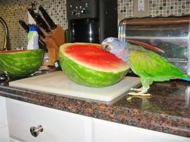 parrot leaning on watermelon