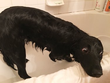 dog can't believe water is so wet.