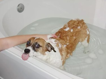 Dog in bath sticks out its tongue.