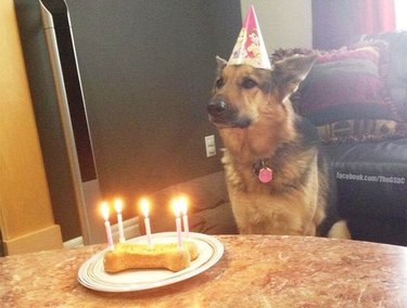 Dog wearing birthday hat in front of dog biscuit with candles in it