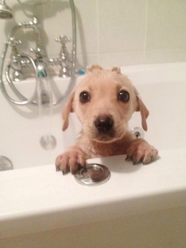 puppy in bath tub