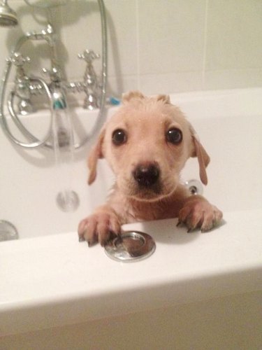 why are dogs afraid of having baths