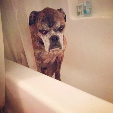 Dog in bath glares at camera.