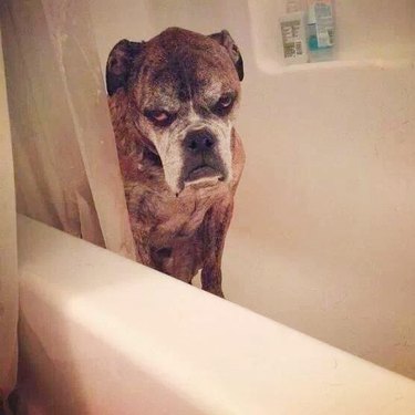 why are dogs afraid of having baths