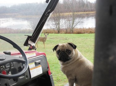 pug dog meets deer