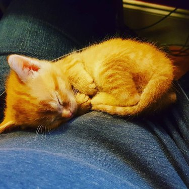 orange cat sleeping