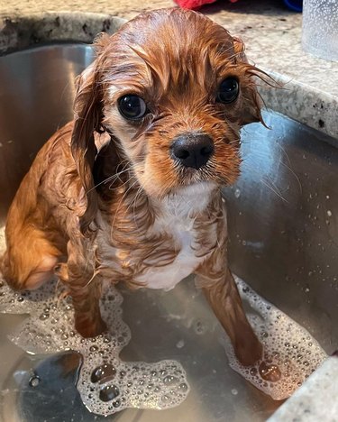 wet dog loathes bath time.