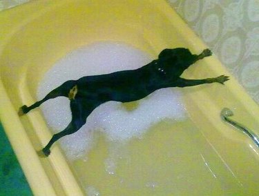Dog balances over bathtub.