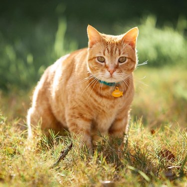 beautiful orange cat in sunshine