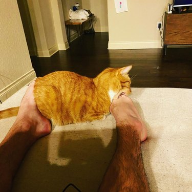 orange cat bites man's foot