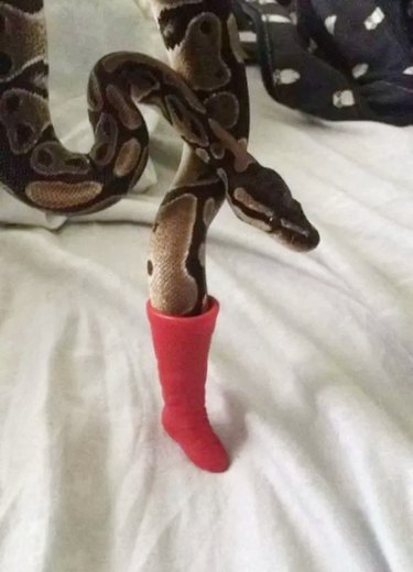 snake slithers into boot