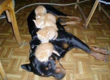 Dog with five kittens sleeping on it