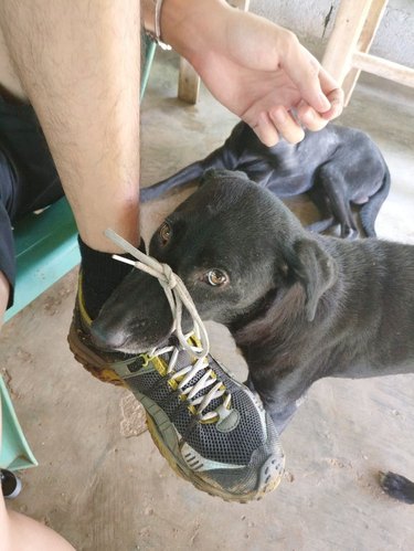 dog gets trapped in shoelaces