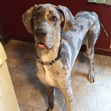 dog excited to get carrot