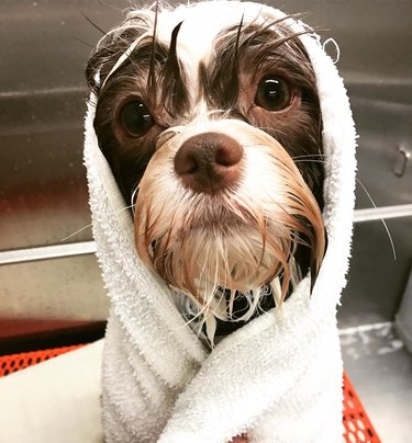 sad puppy doesn't like bath time.