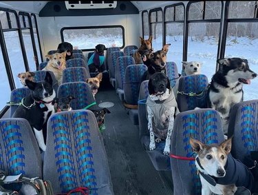 dogs on a bus in Alaska