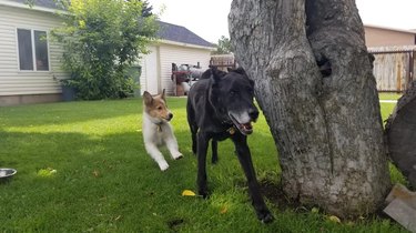 Puppy chasing a senior dog in a backyard.