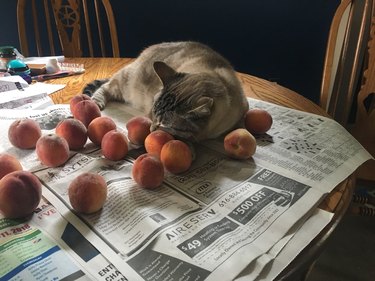 cat loves peaches for some reason
