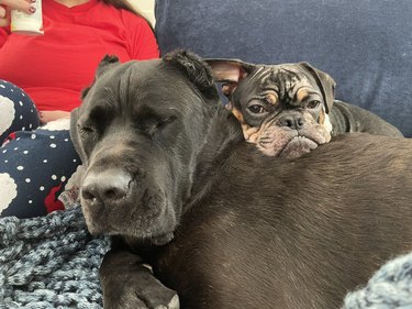 Bulldog puppy leans their head on a mastiff.