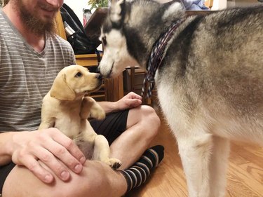 Golden retriver puppy and husky boop noses for the first time.
